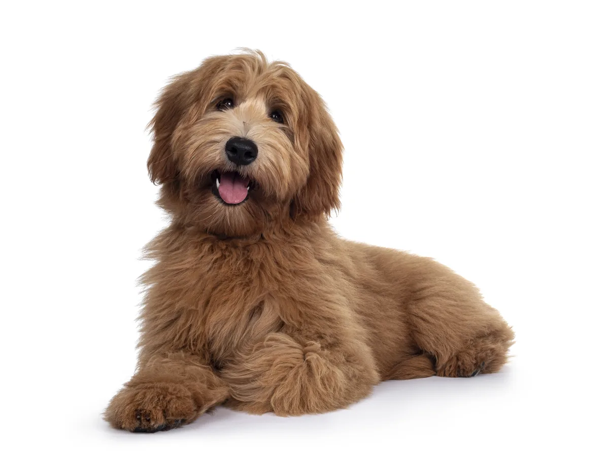 Jonge roodbruine labradoodle met golvende vacht