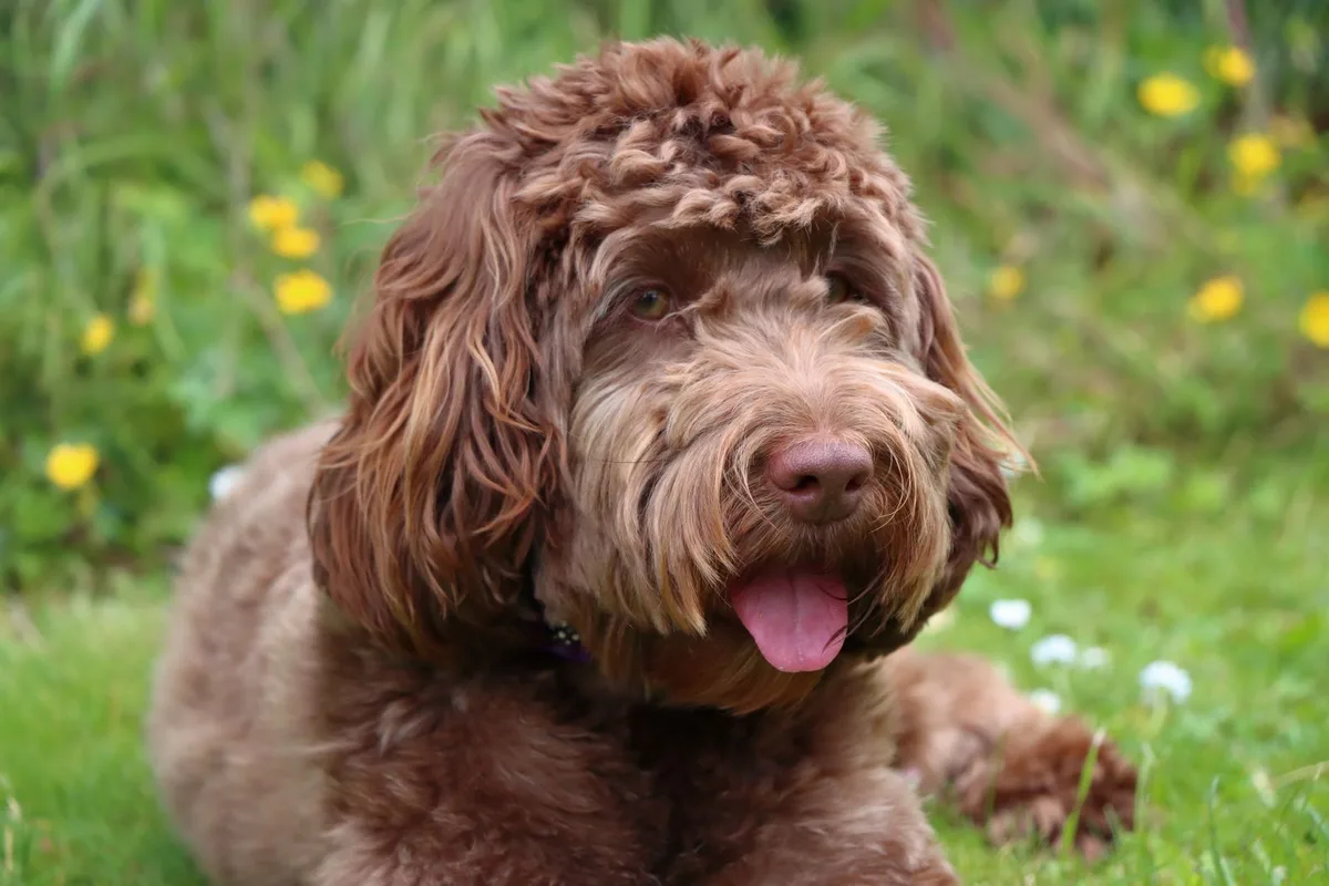 Chocoladebruine labradoodle met golvende fleecevacht