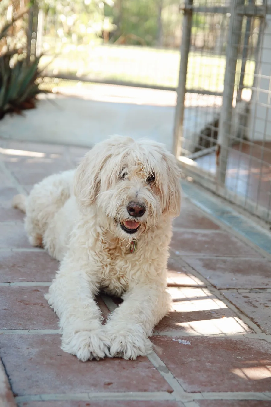 Cremekleurige labradoodle met lange fleecevacht