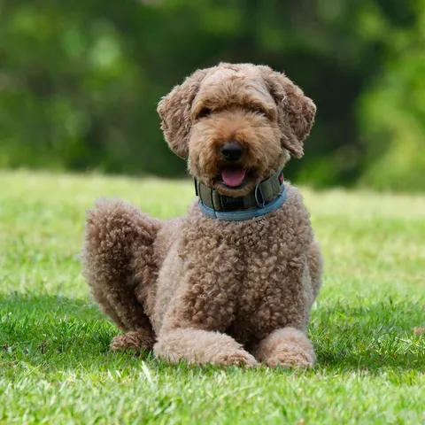 Abrikooskleurige labradoodle met krullende vacht