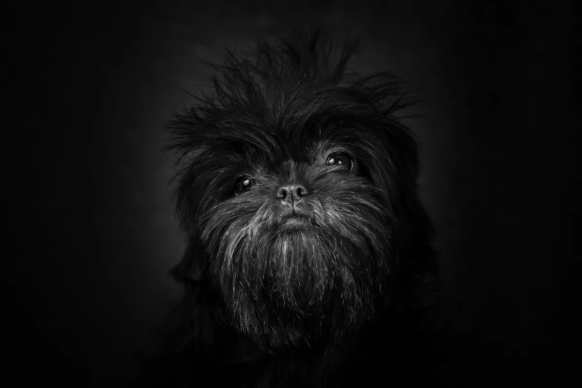 volwassen Affenpinscher