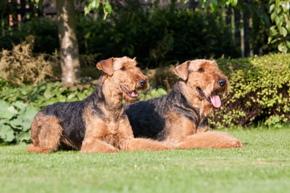 Airedale Terrier
