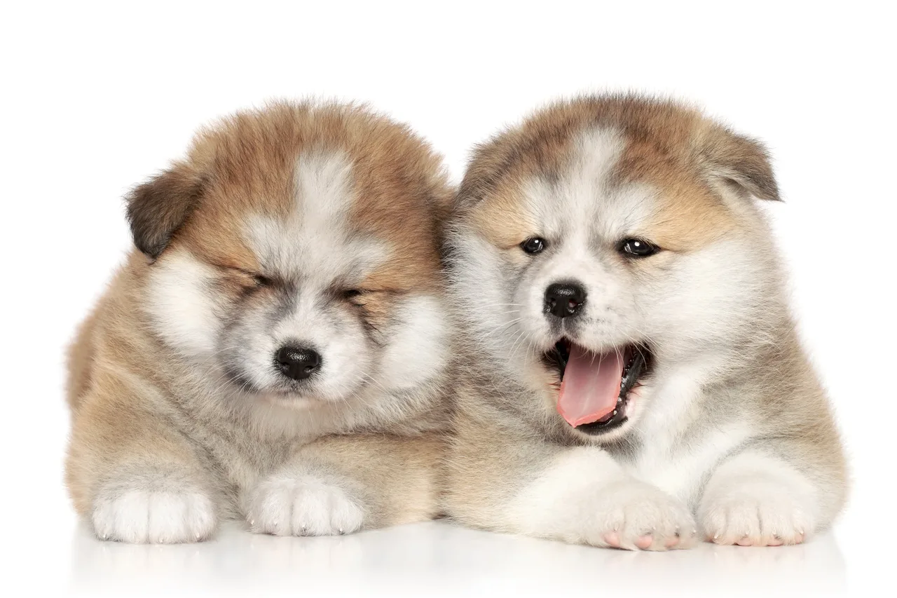 Akita