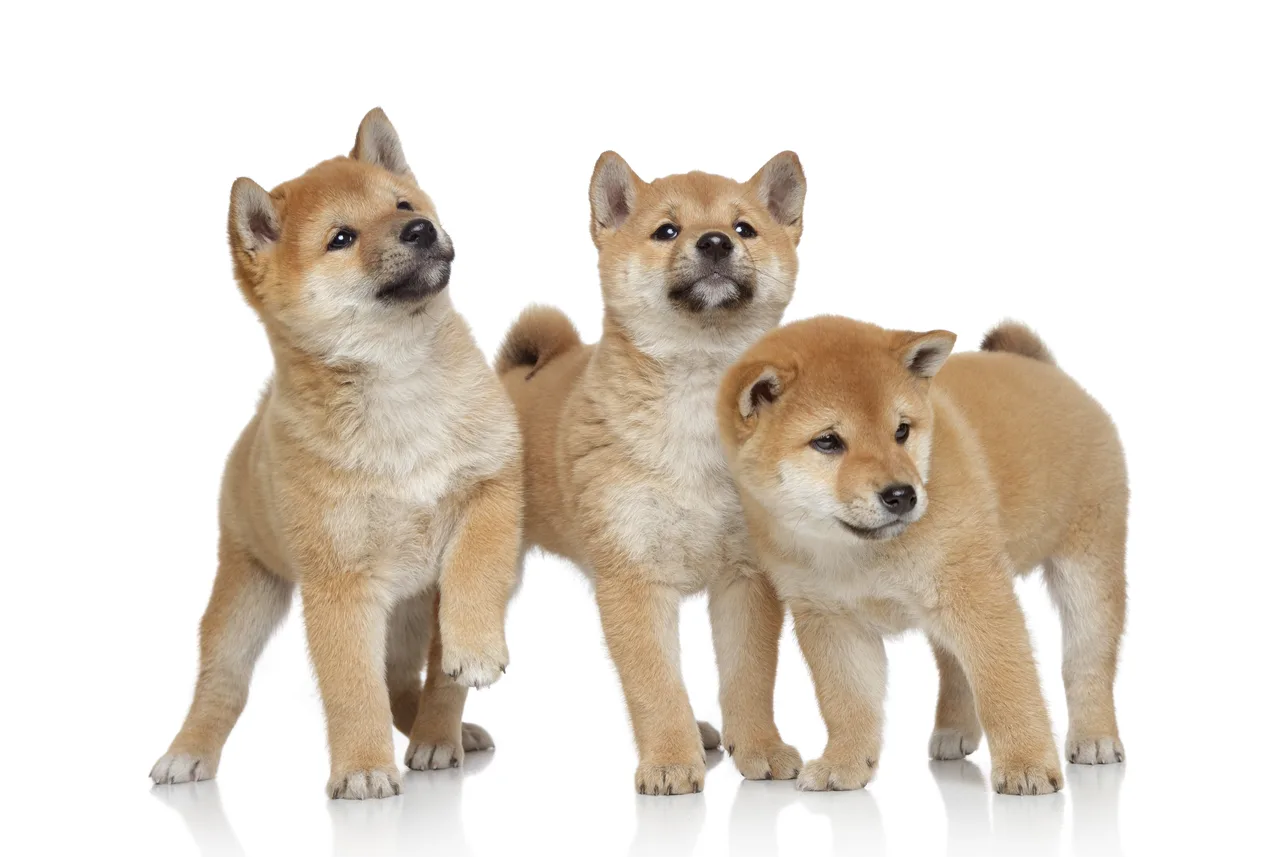 Akita