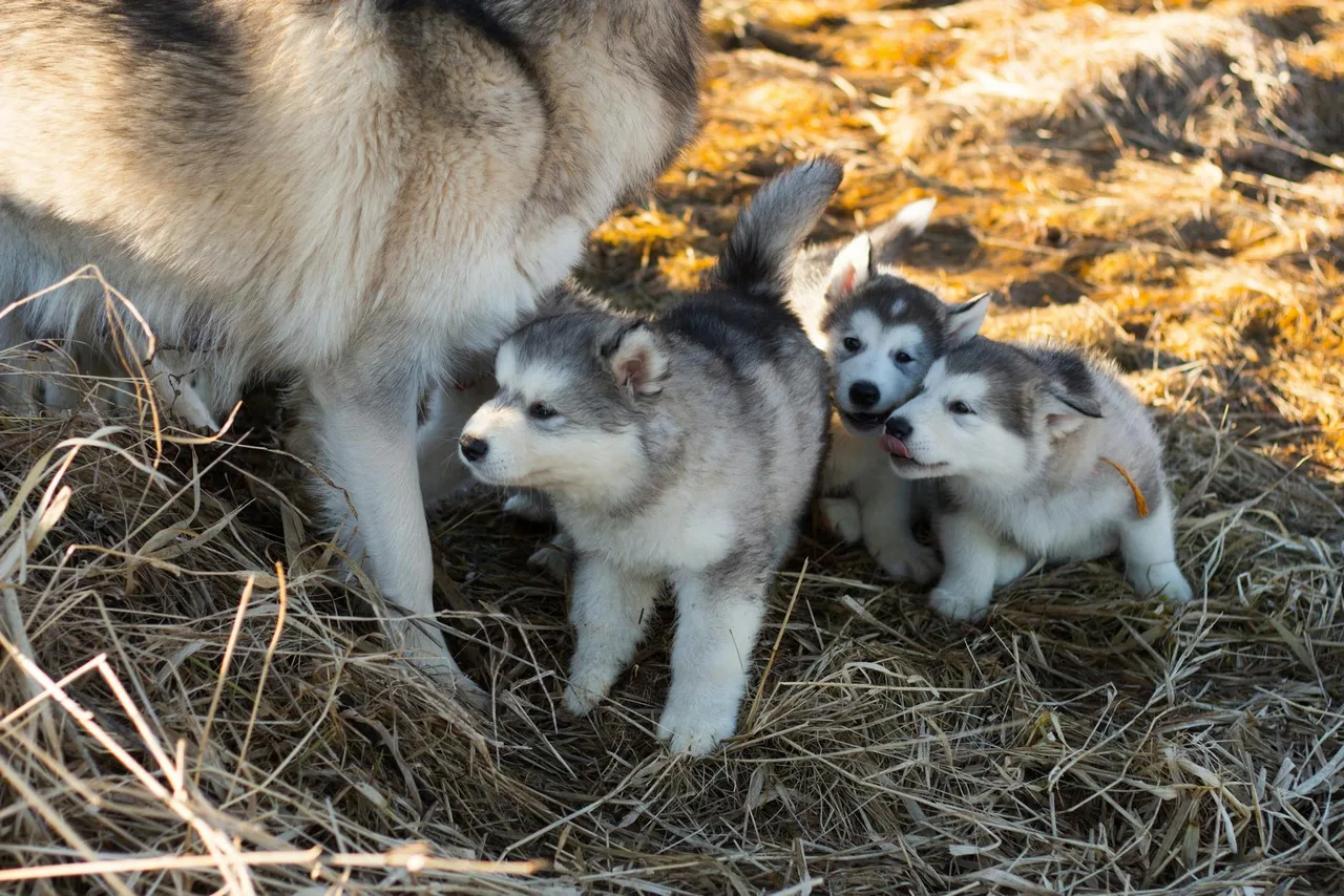 Alaskan Malamute pup