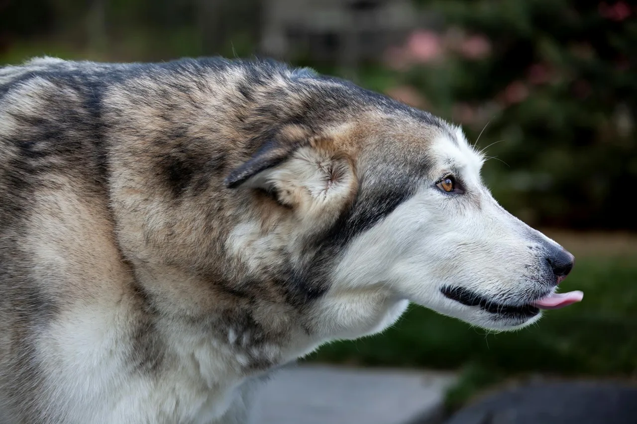 Alaskan Malamute