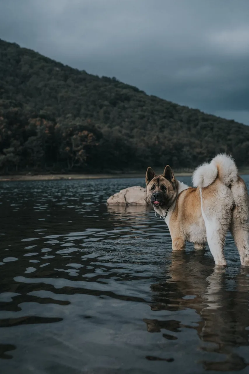 American Akita
