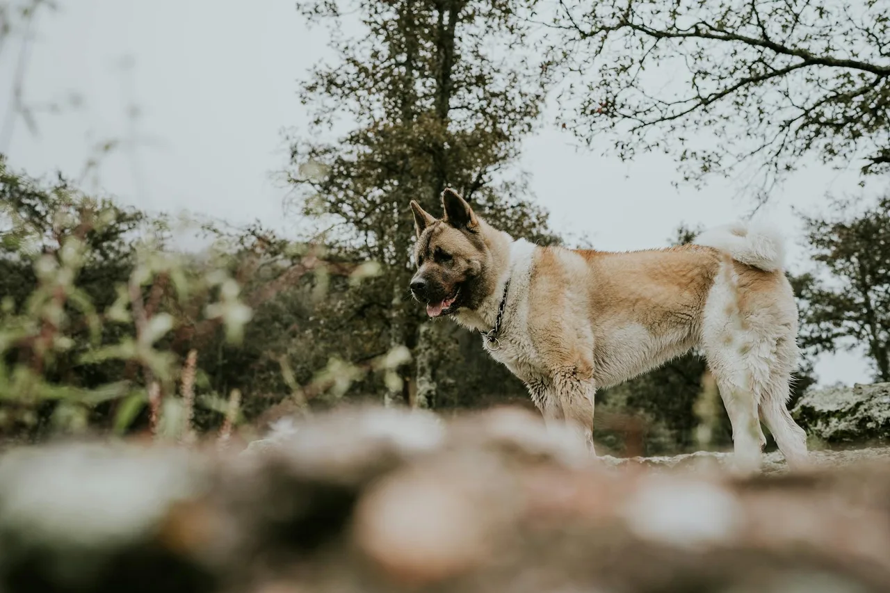 American Akita