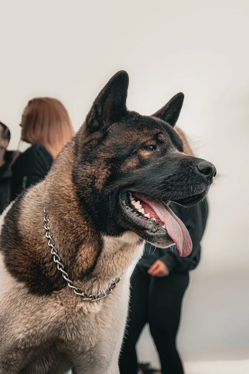 American Akita