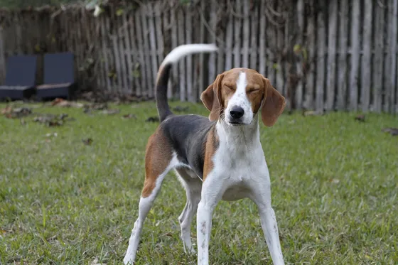 American Foxhound
