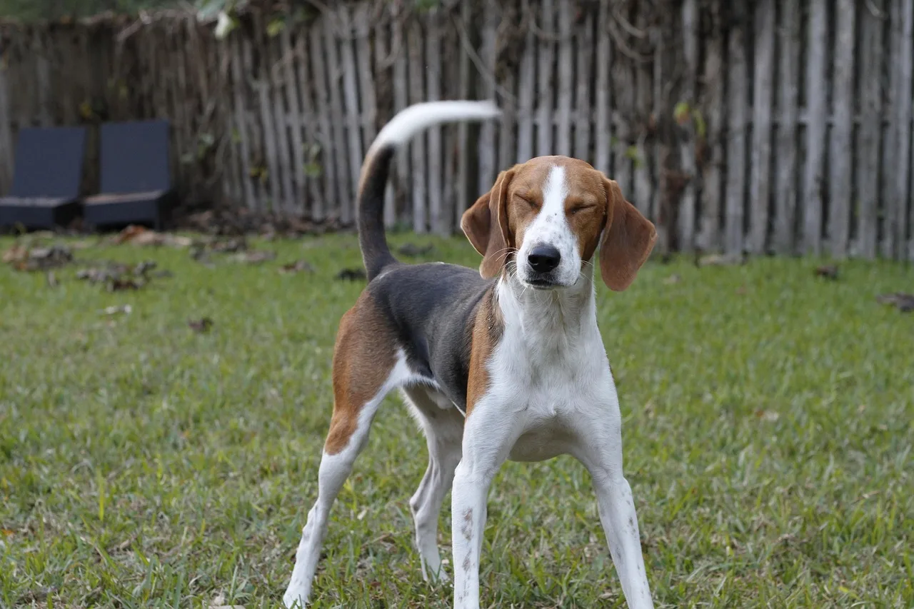 American Foxhound