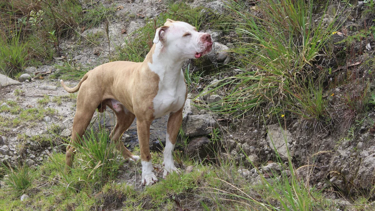 American Pit Bull Terrier