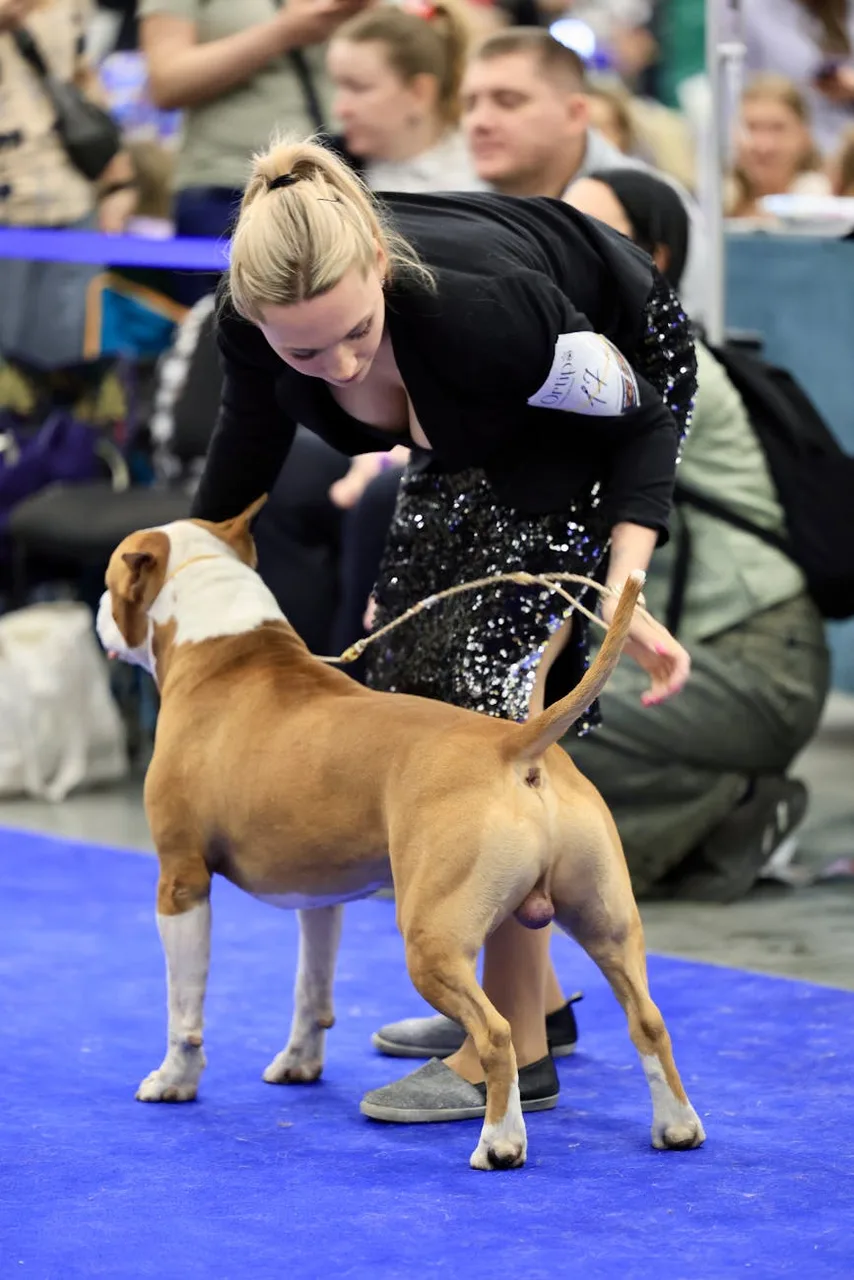 American Staffordshire Terrier