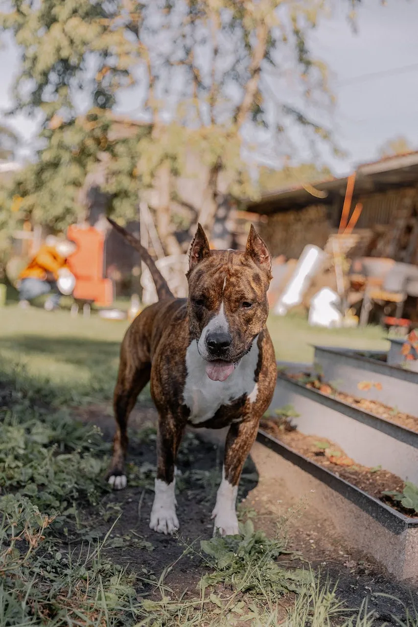 American Staffordshire Terrier