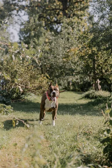 American Staffordshire Terrier