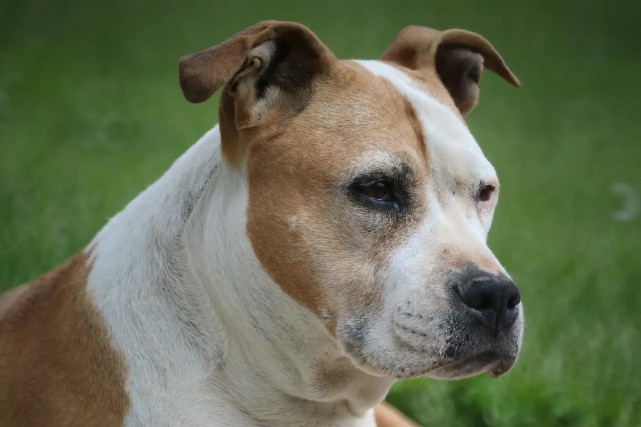American Staffordshire Terrier