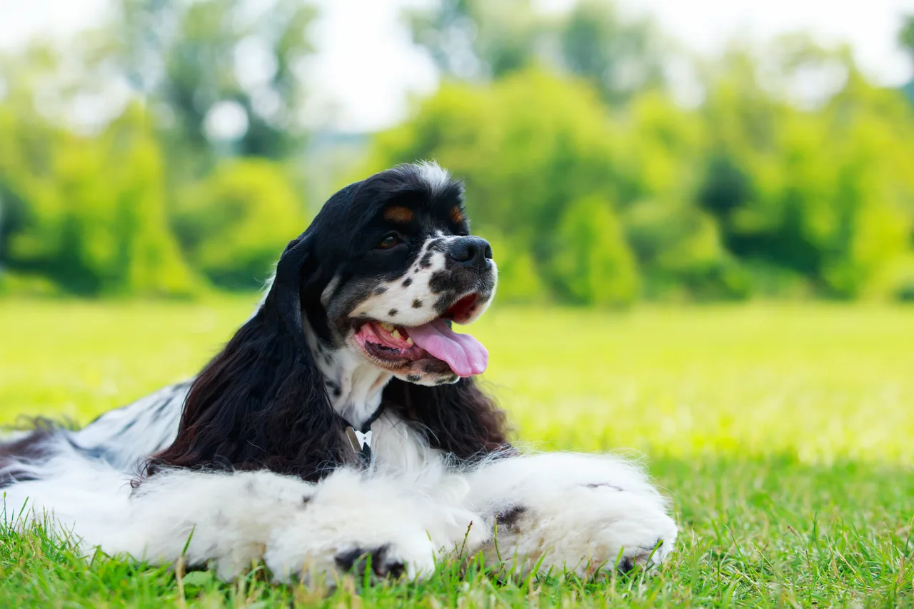 Amerikaanse Cocker Spaniel