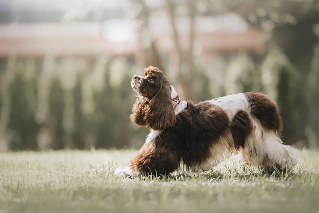 Amerikaanse Cocker Spaniel