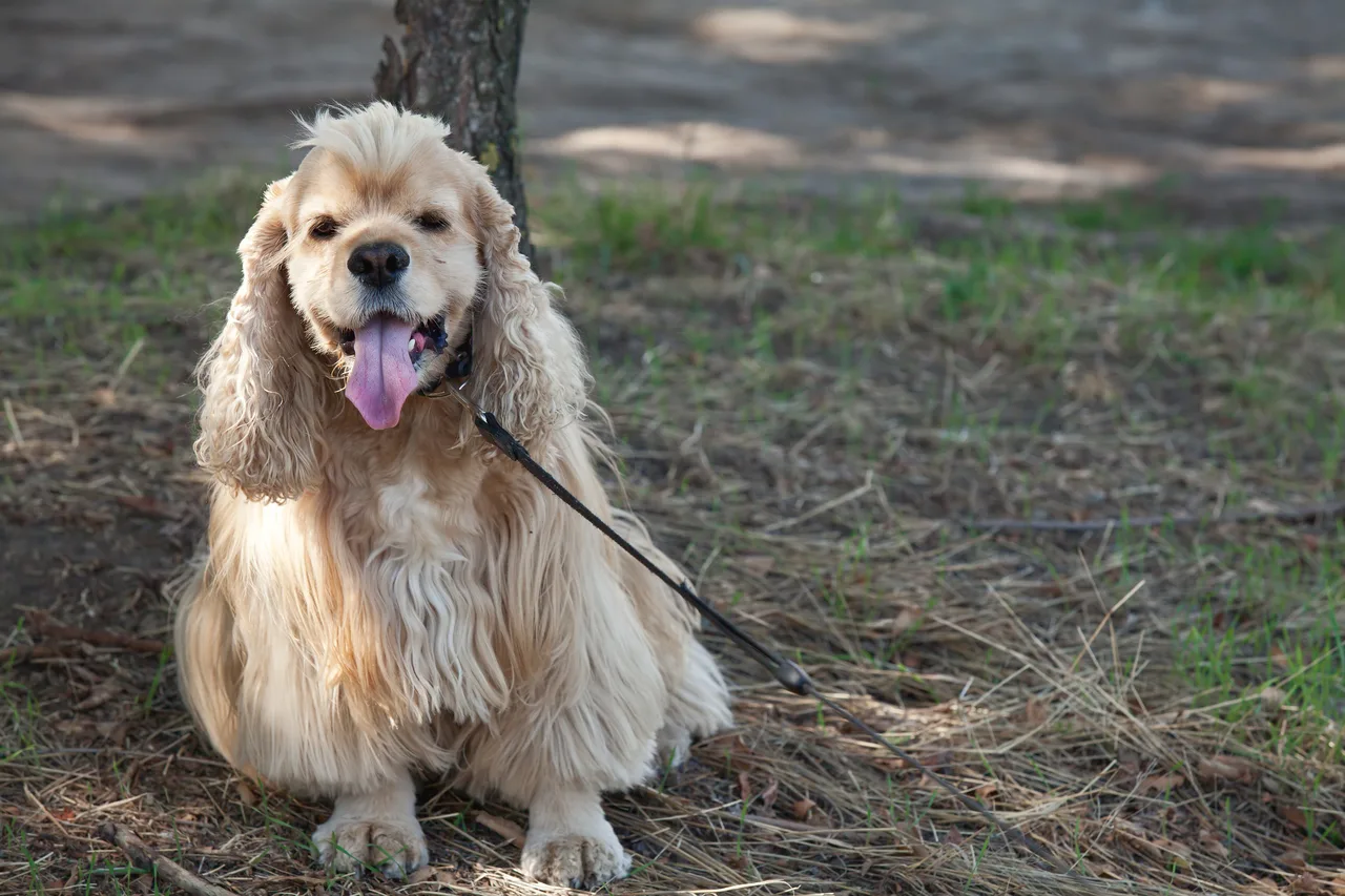 Amerikaanse Cocker Spaniel