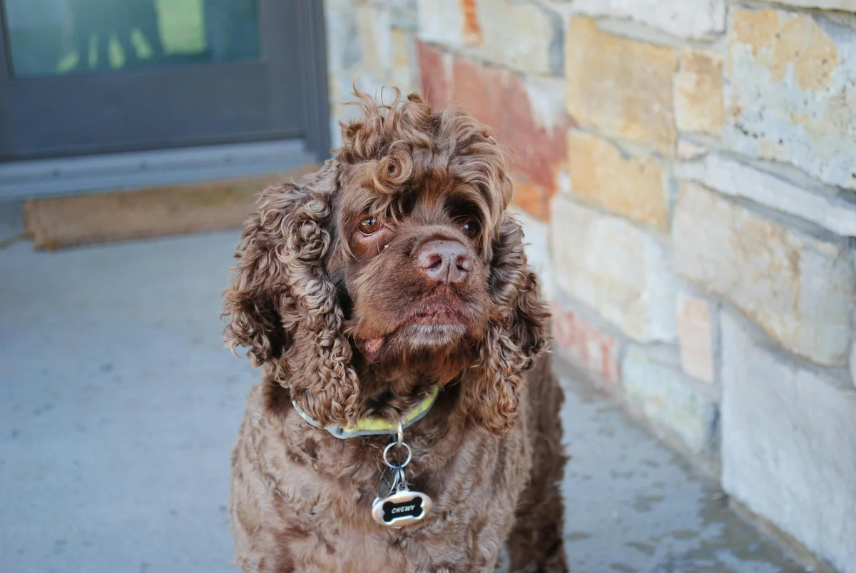 Amerikaanse Water Spaniel