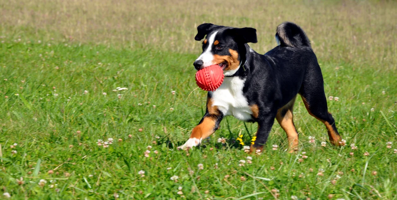 Appenzeller Sennenhond