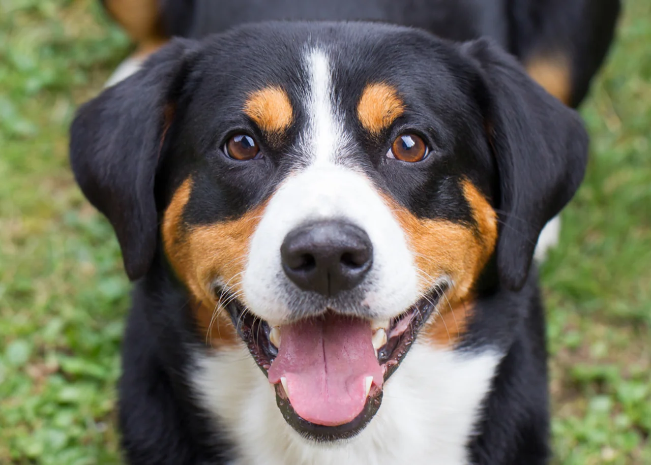 Appenzeller Sennenhond