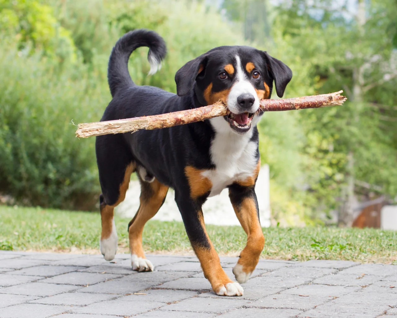 Appenzeller Sennenhond