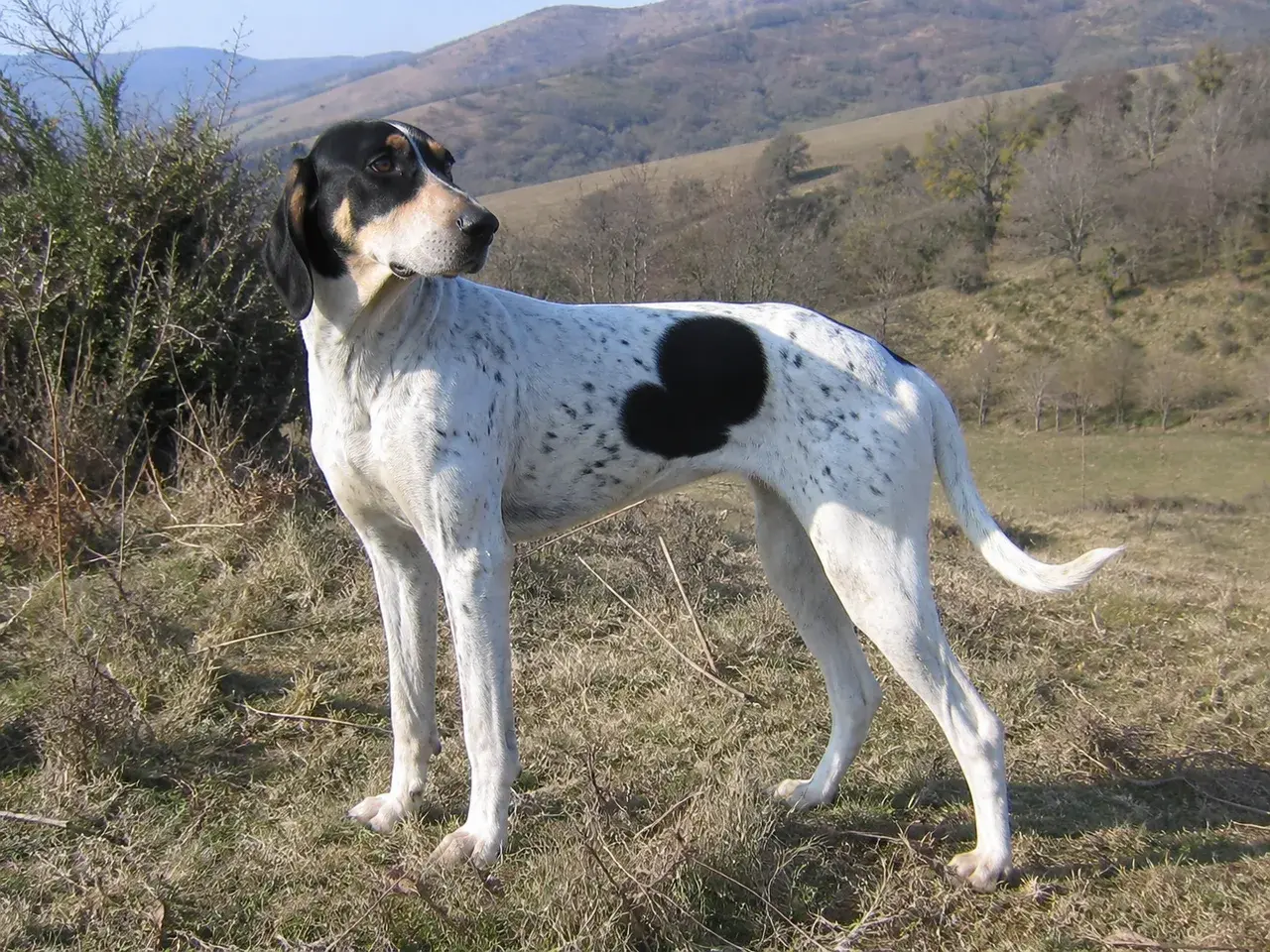 Ariégeois