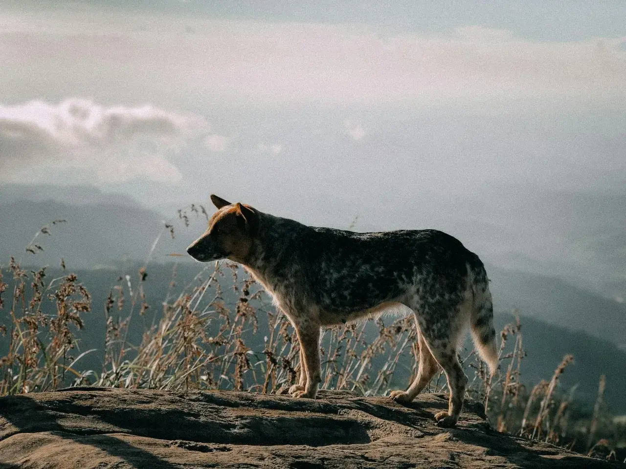Australian Cattle Dog
