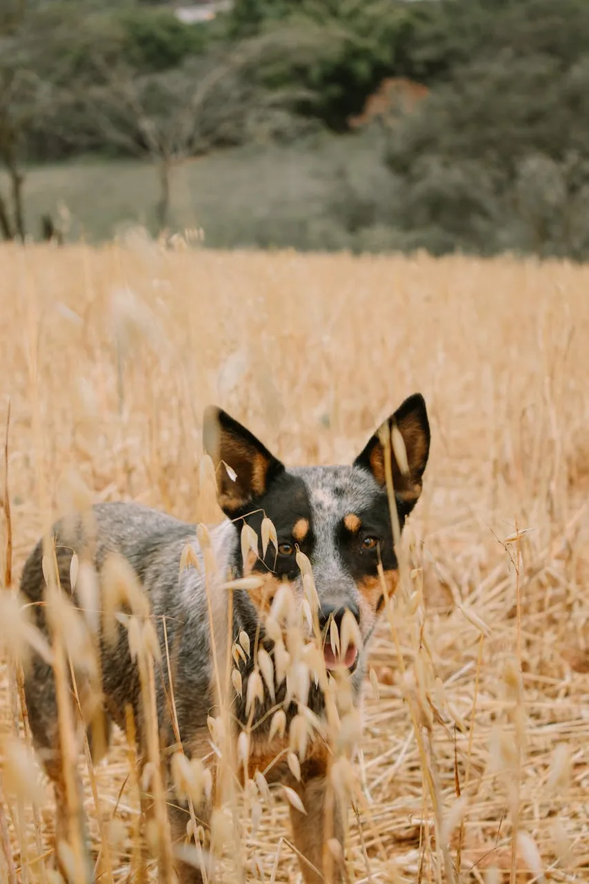 Australian Cattle Dog