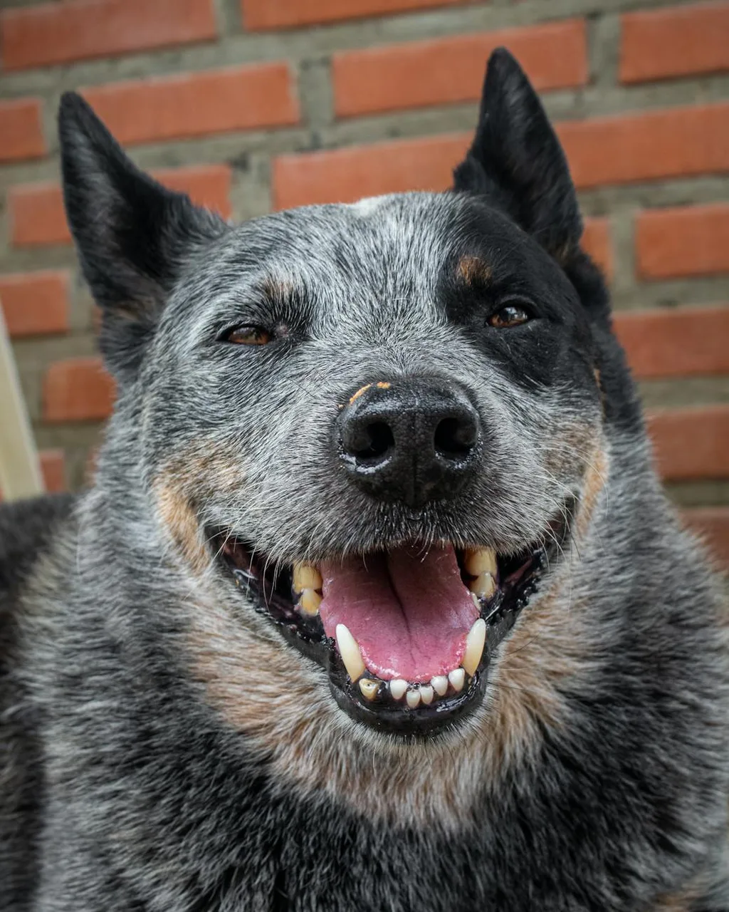Australian Cattle Dog