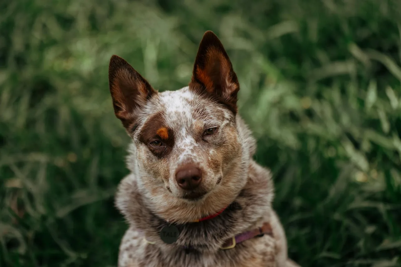 Australian Cattle Dog