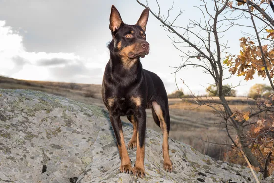 Australian Kelpie