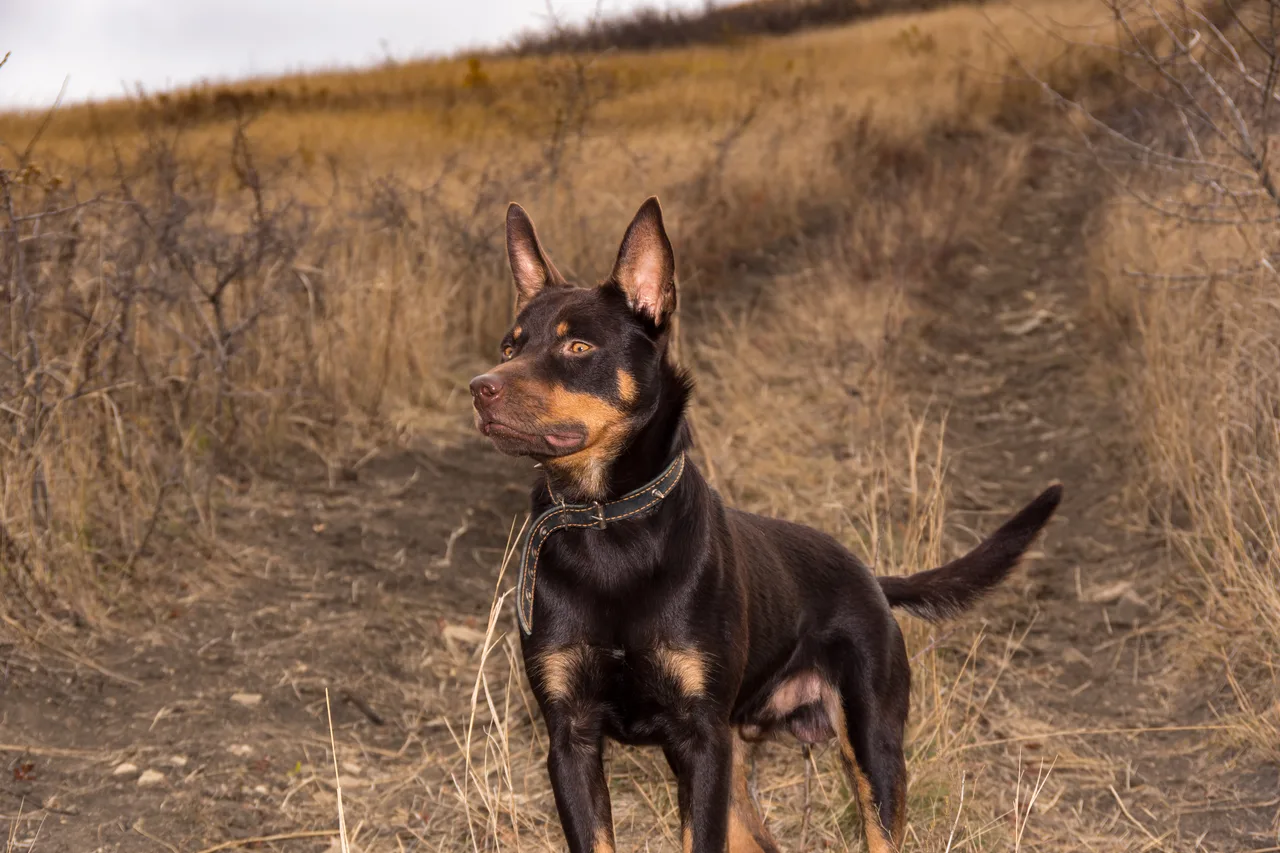 Australian Kelpie