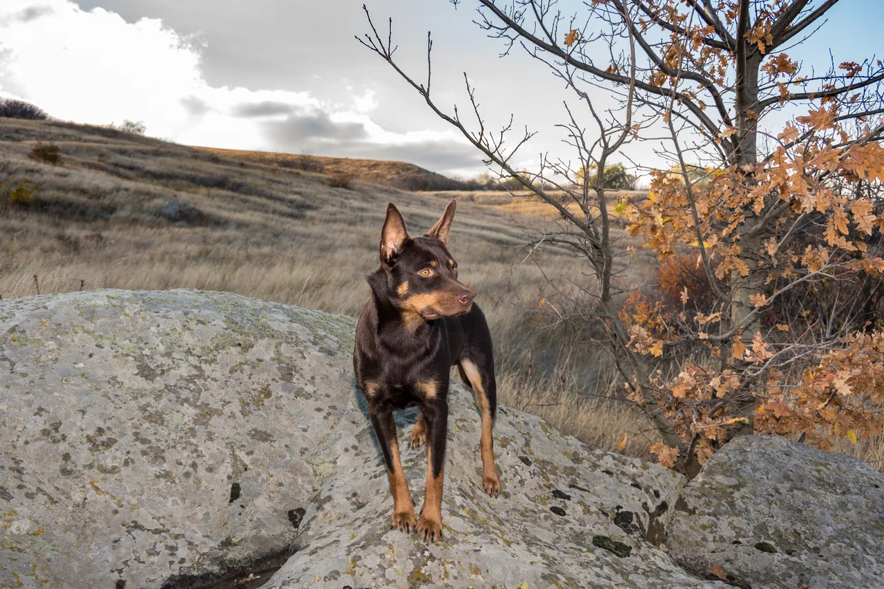 Australian Kelpie