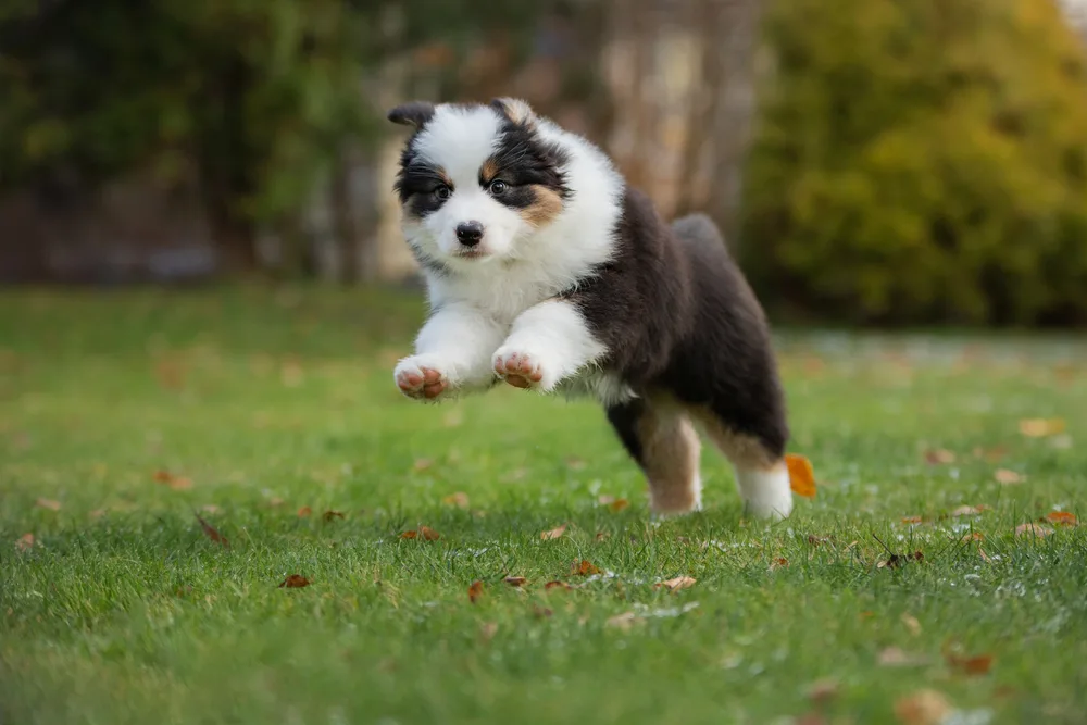 Australian Shepherd pup