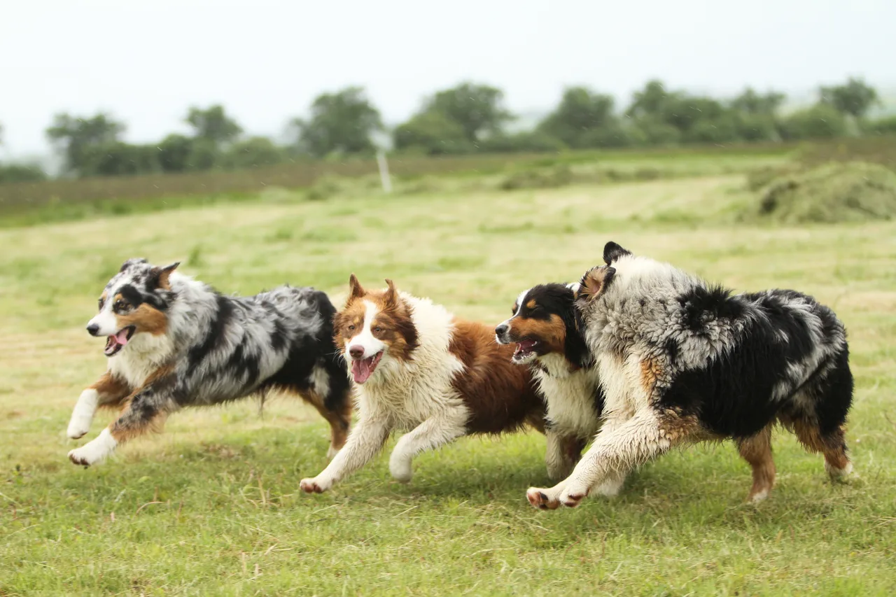 Australian Shepherd