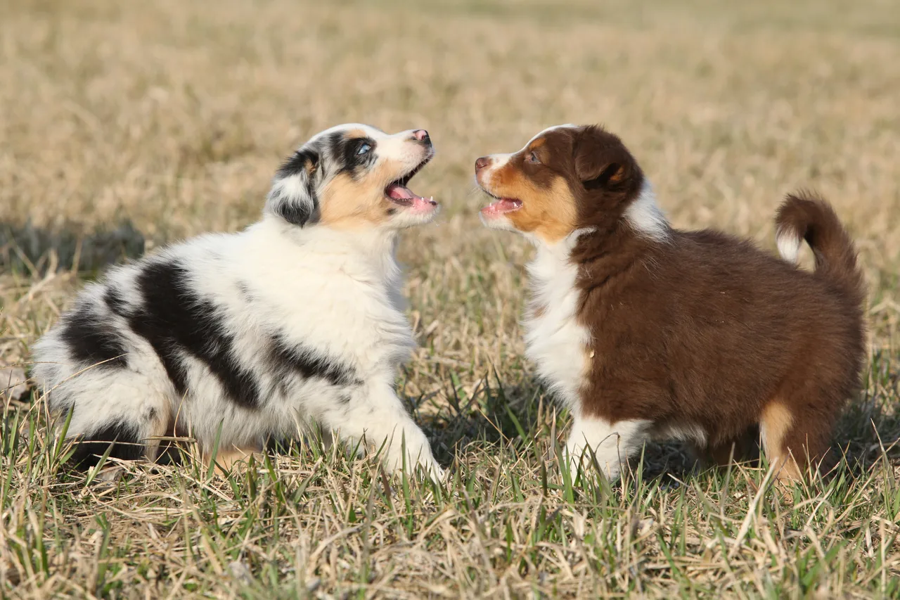 Australian Shepherd