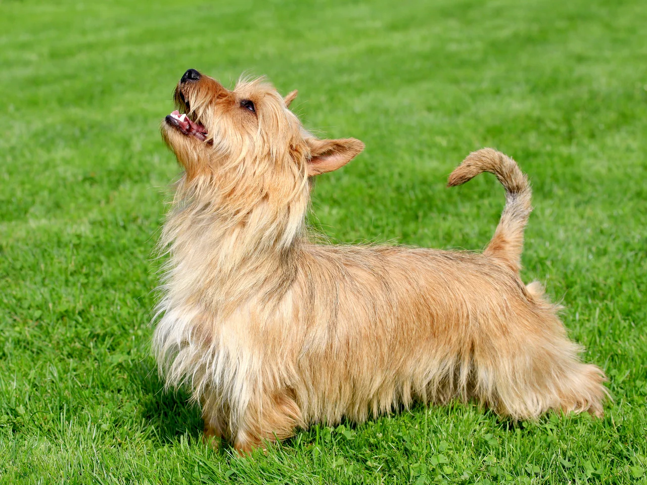 Australian Terrier