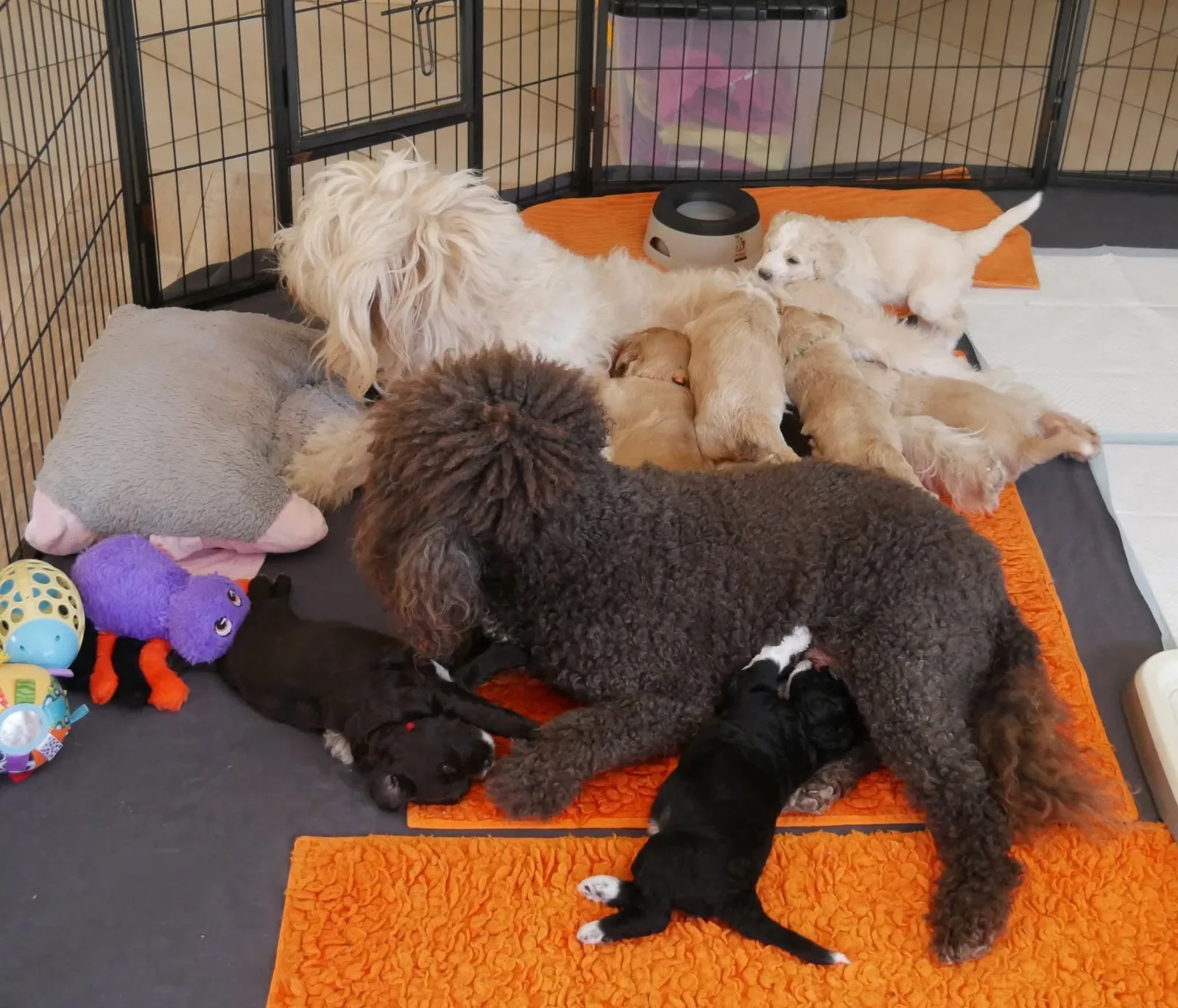 Barbetmoeders met hun pups in de werpkamer