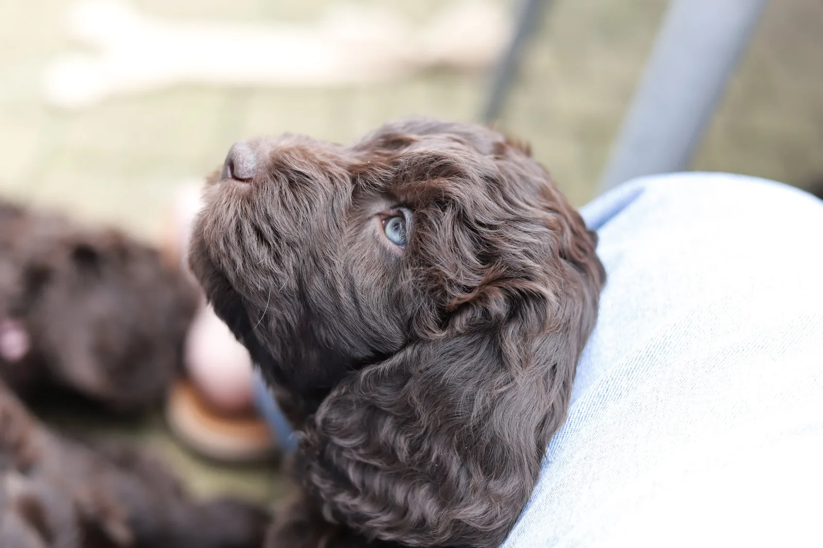 Bruine Barbetpup in close-up