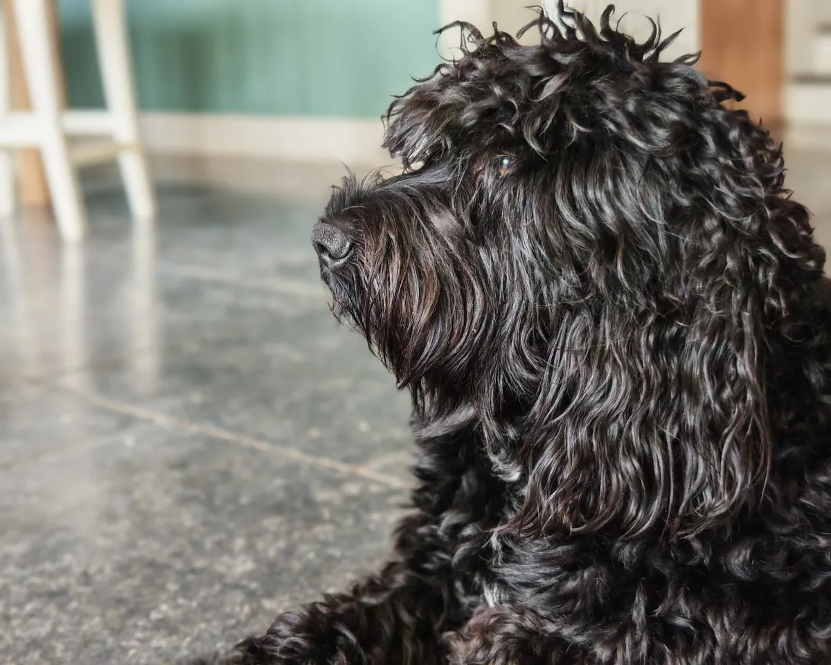 Barbet
