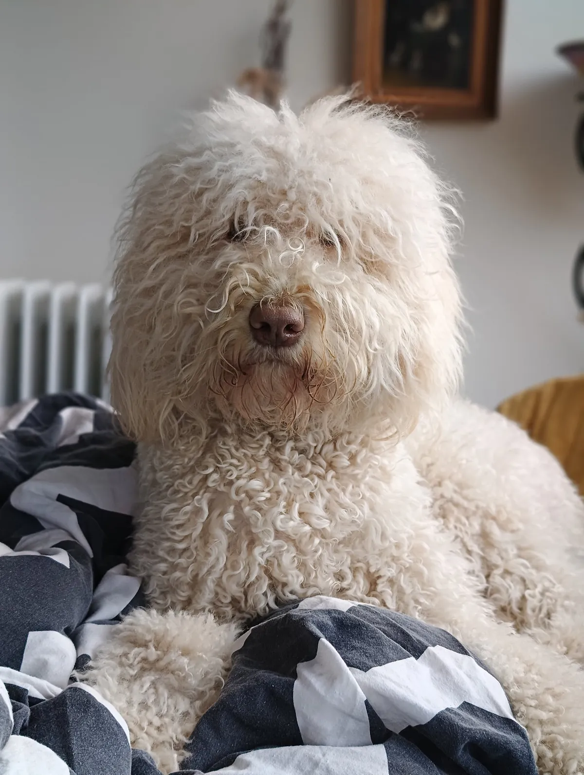 Barbet
