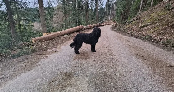 Barbet