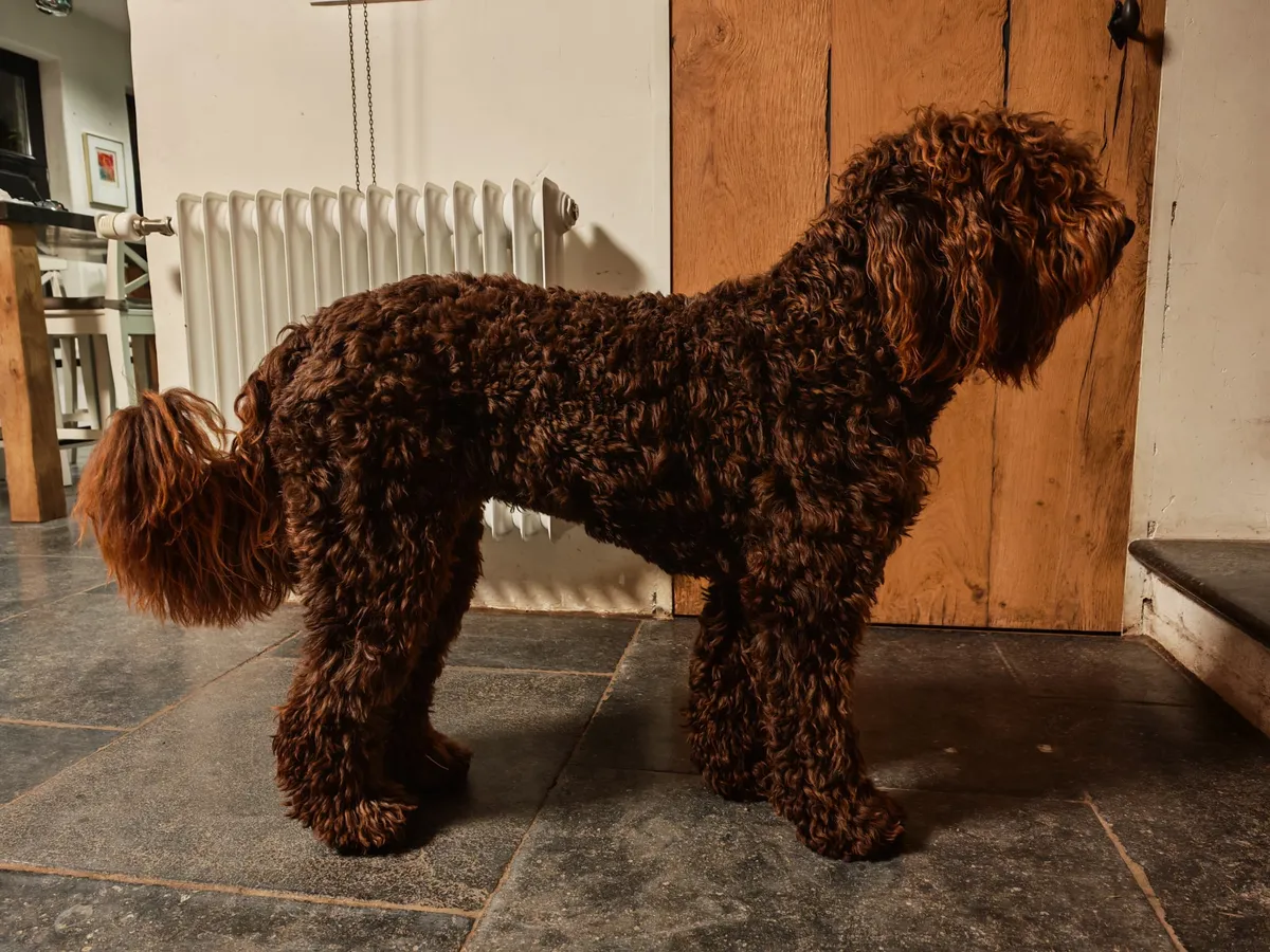 Barbet