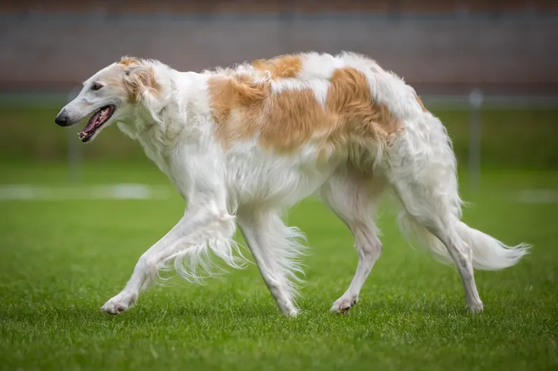 Barzoi