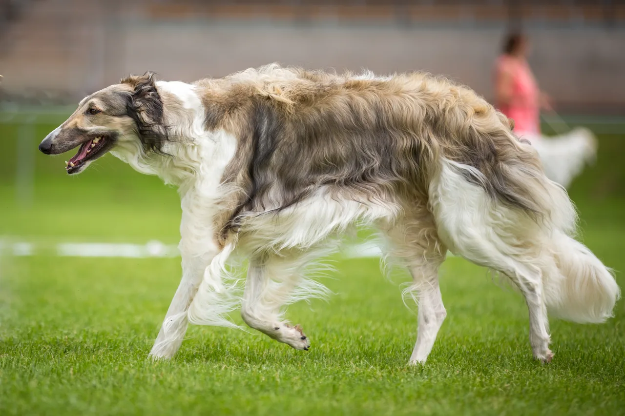 Barzoi