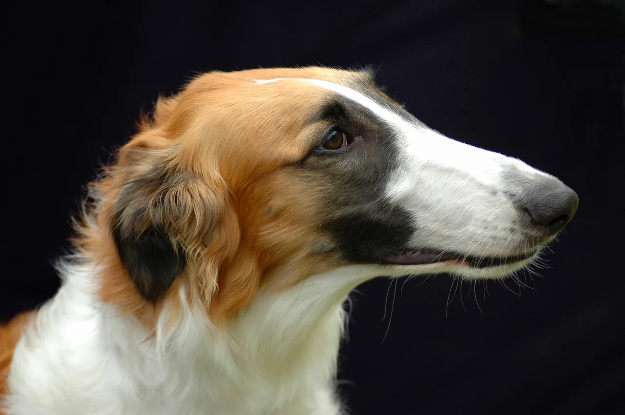 volwassen Barzoi