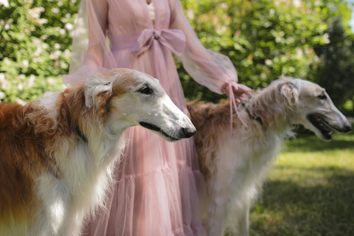 Barzoi