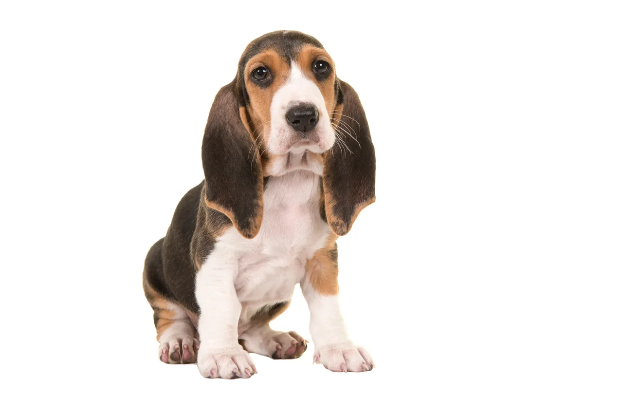 Basset Artésien Normand